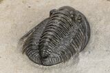Dalejeproetus Trilobite - Uncommon Moroccan Proetid #221222-4